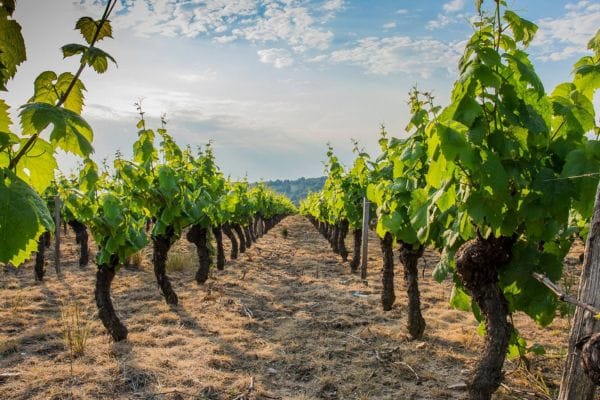Rutas del Vino en León 2 Rutas del Vino en León