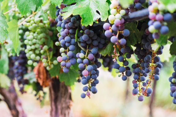 Rutas del Vino en A Coruña 2 Rutas del Vino en A Coruña