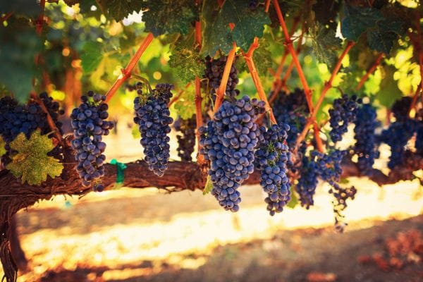 Rutas del Vino en Albacete 4 Rutas del Vino en Albacete