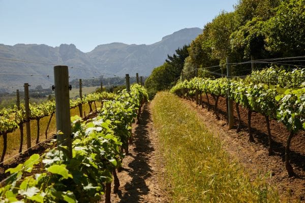 Rutas del Vino en Lugo 4 Rutas del Vino en Lugo