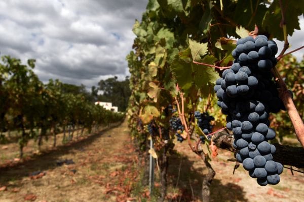 Rutas del Vino en Lleida 4 Rutas del Vino en Lleida