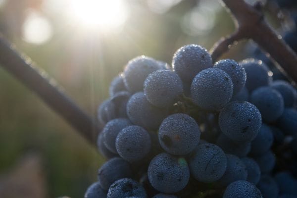 Rutas del Vino en Guipúzcoa 2 Rutas del Vino en Guipúzcoa