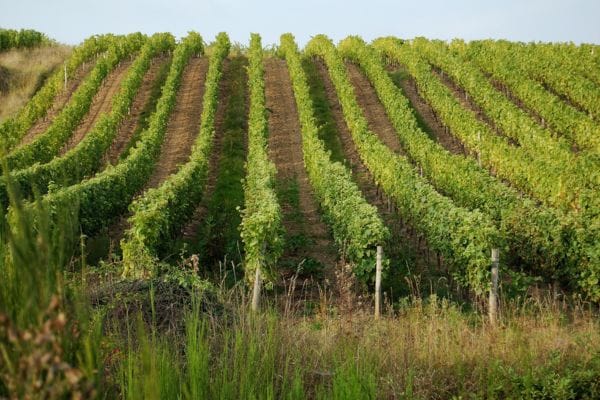 Rutas del Vino en Las Palmas 2 Rutas del Vino en Las Palmas