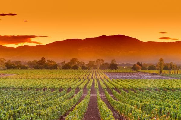 Rutas del Vino en Cádiz 2 Rutas del Vino en Cádiz