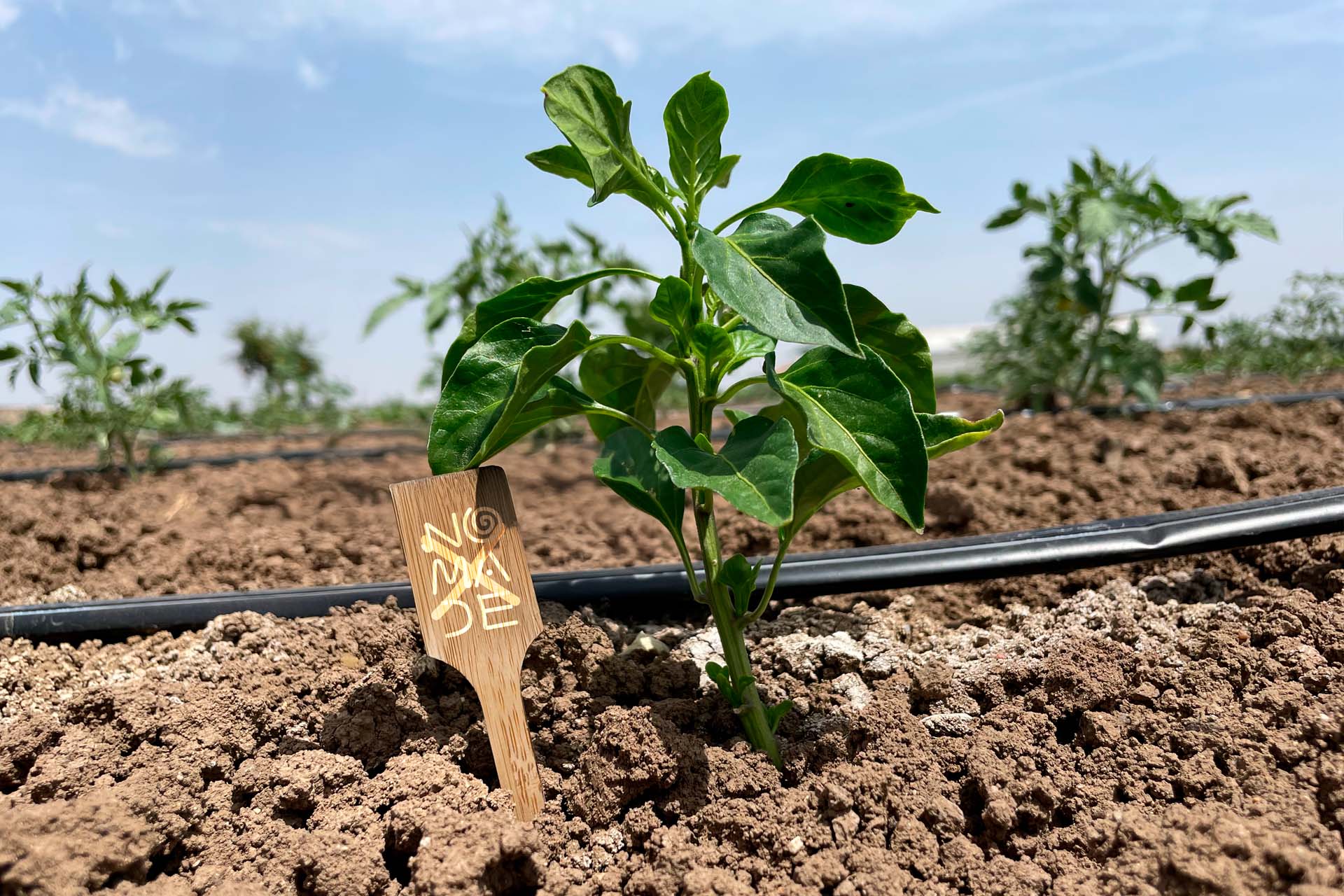 Cesta Ecológica 57 Agroturismo