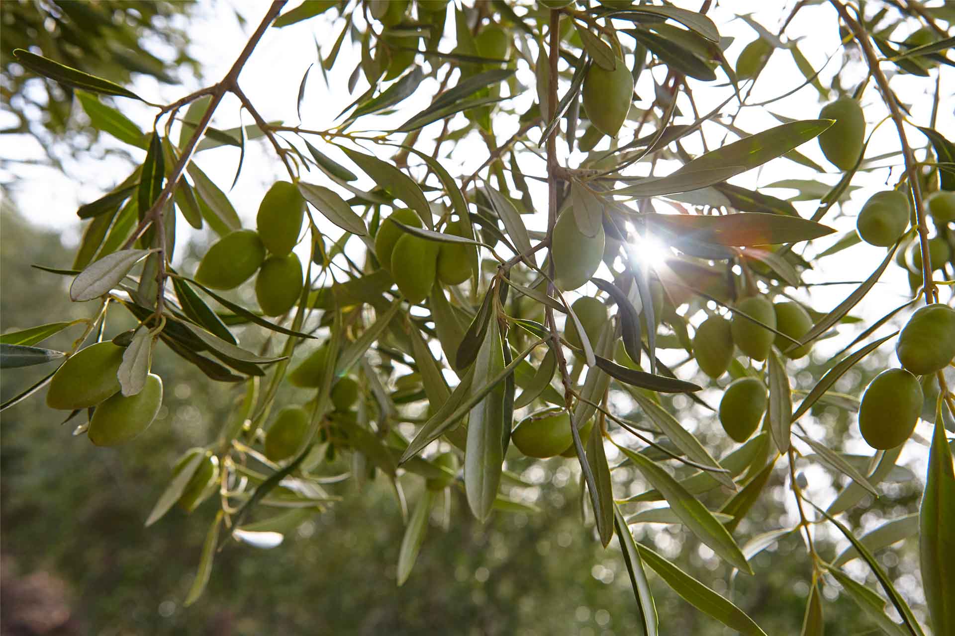 Cesta Ecológica 94 Oleoturismo
