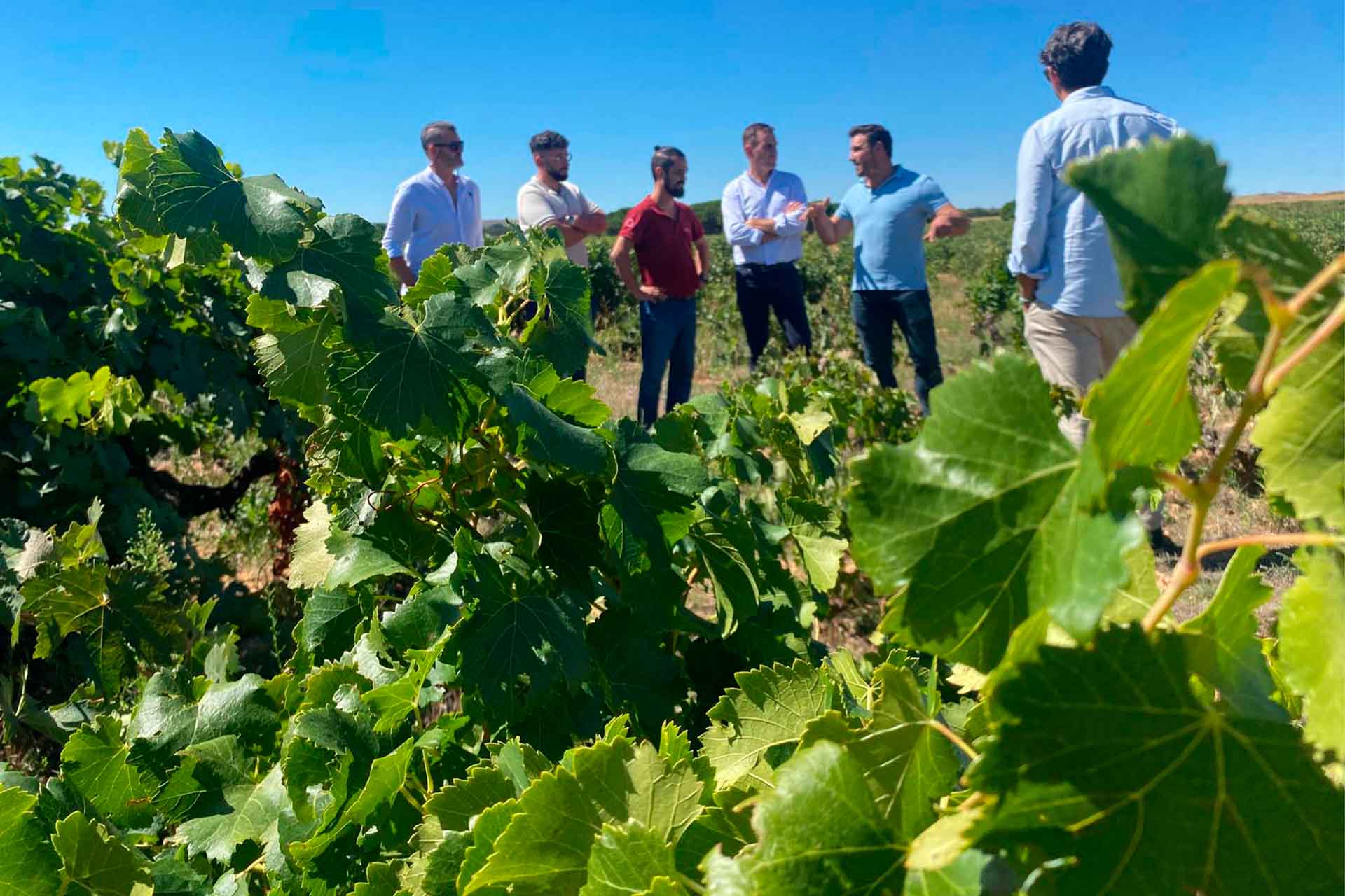 Cesta Ecológica 99 ruta del vino