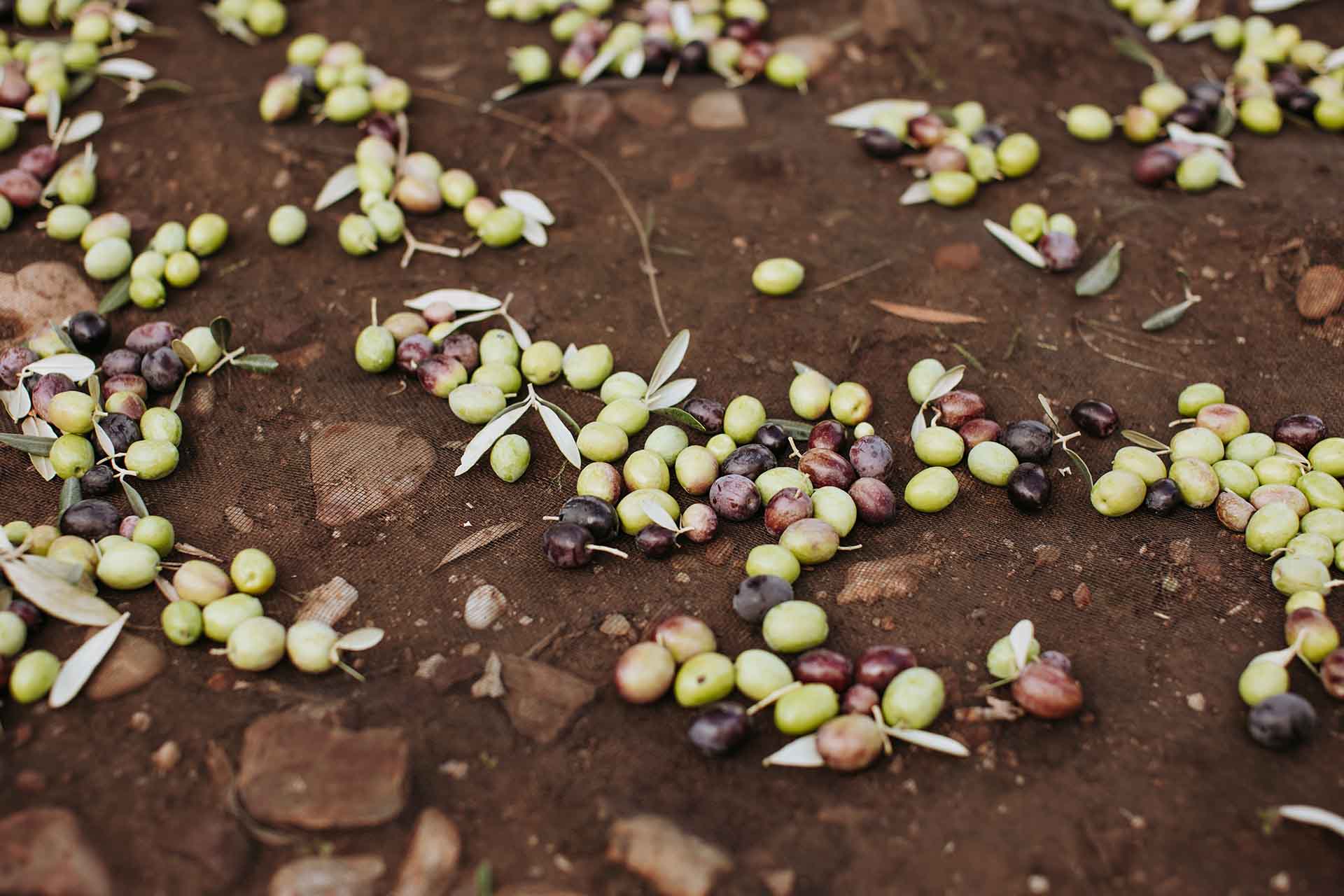 Cesta Ecológica 103 Turismo Gourmet